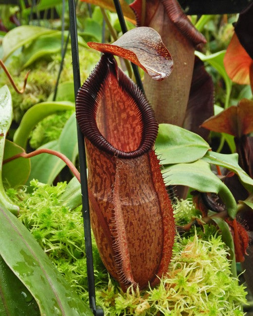 N. hamata x gymnamphora - assorted clones: BE-4553 *Pre-Order*