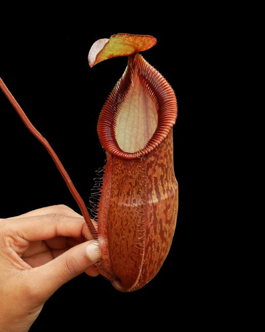 N. hamata x gymnamphora - assorted clones: BE-4553 *Pre-Order*