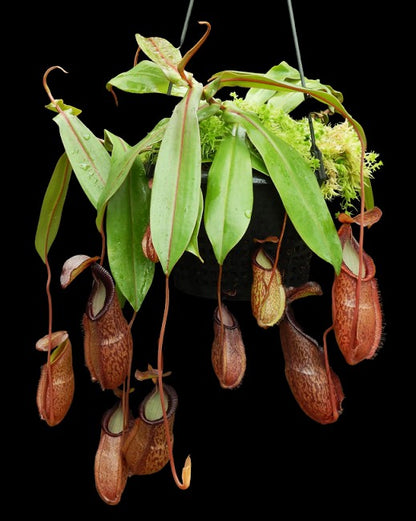 N. hamata x gymnamphora - assorted clones: BE-4553 *Pre-Order*