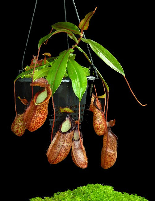 N. hamata x gymnamphora - assorted clones: BE-4553 *Pre-Order*