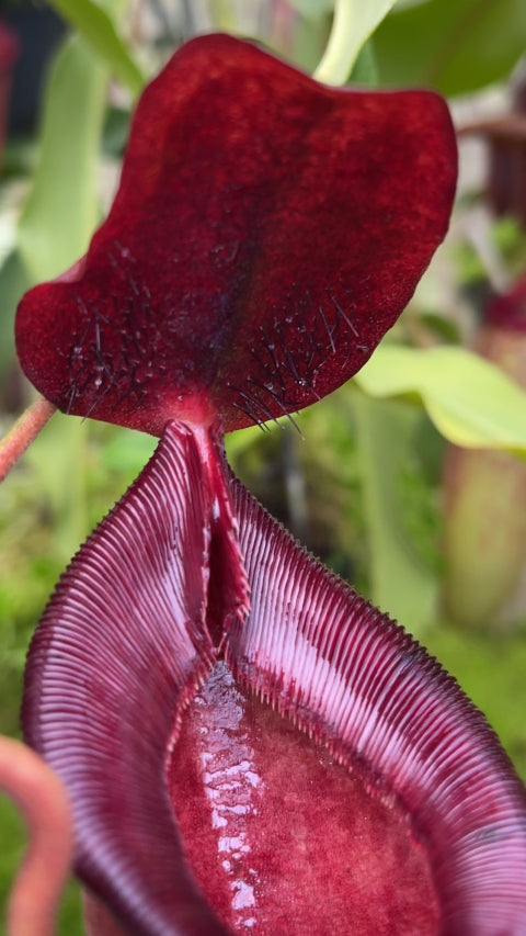 N. (aristolochioides x spectabilis) x lowii – assorted clones: BE-4555