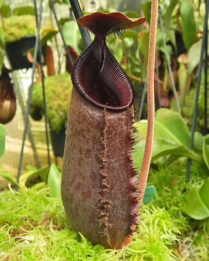 N. (aristolochioides x spectabilis) x lowii – assorted clones: BE-4555 *Pre-Order*