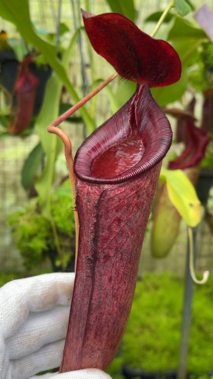 N. (aristolochioides x spectabilis) x lowii – assorted clones: BE-4555 *Pre-Order*