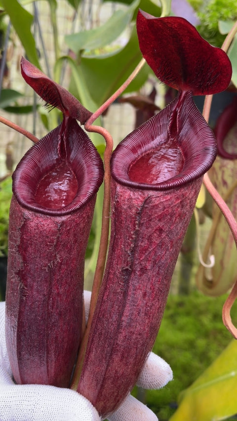 N. (aristolochioides x spectabilis) x lowii – assorted clones: BE-4555 *Pre-Order*