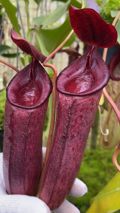 N. (aristolochioides x spectabilis) x lowii – assorted clones: BE-4555 *Pre-Order*