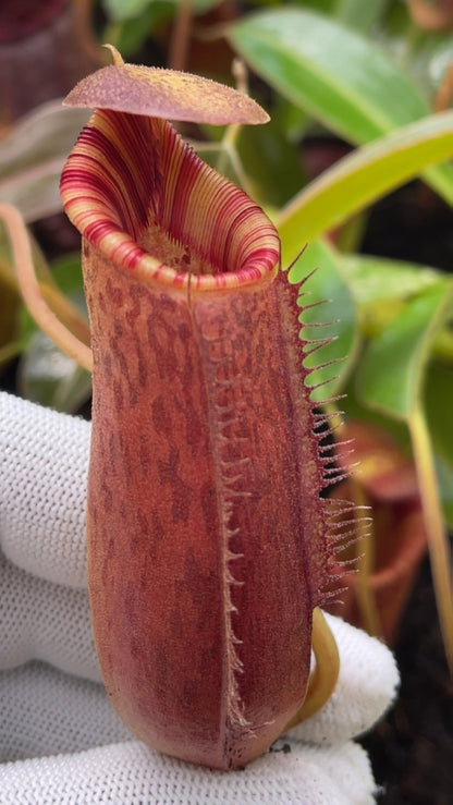 N. (aristolochioides x spectabilis) x lowii – assorted clones: BE-4555 *Pre-Order*