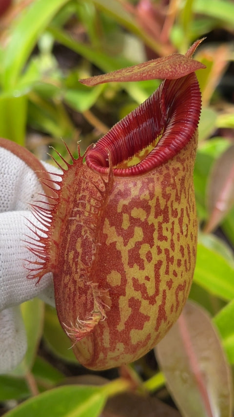 N. (aristolochioides x spectabilis) x lowii – assorted clones: BE-4555 *Pre-Order*