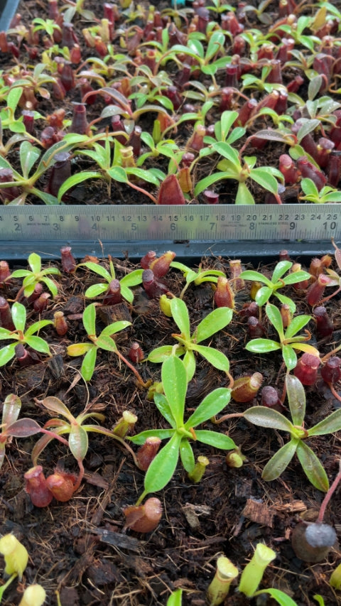N. (aristolochioides x spectabilis) x lowii – assorted clones: BE-4555 *Pre-Order*