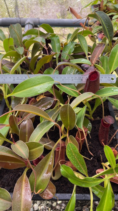 N. (aristolochioides x spectabilis) x lowii – assorted clones: BE-4555 *Pre-Order*