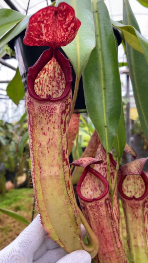 N. albomarginata x klossii - assorted clones: BE-4557 *Pre-Order*