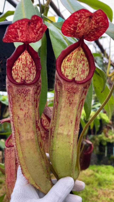 N. albomarginata x klossii - assorted clones: BE-4557 *Pre-Order*