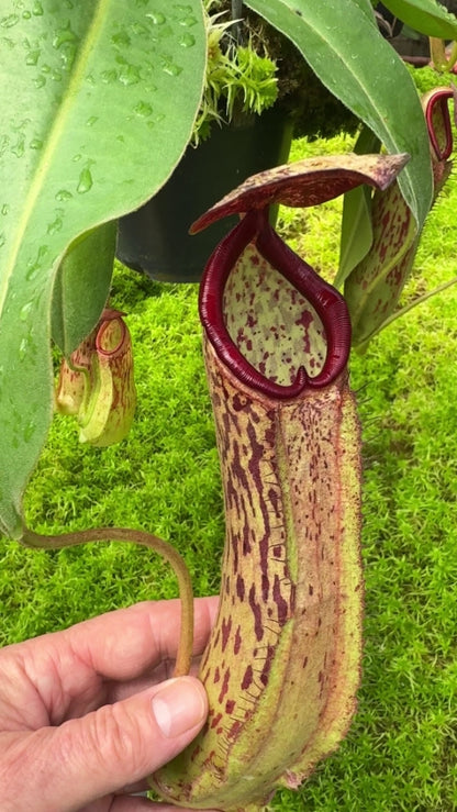 N. albomarginata x klossii - assorted clones: BE-4557 *Pre-Order*