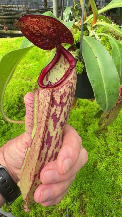N. albomarginata x klossii - assorted clones: BE-4557 *Pre-Order*