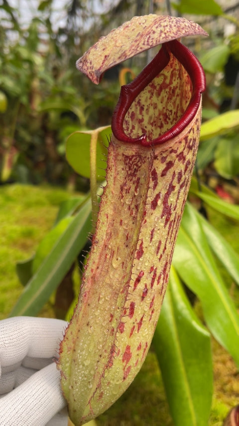 N. albomarginata x klossii - assorted clones: BE-4557 *Pre-Order*