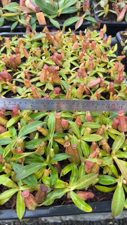 N. albomarginata x klossii - assorted clones: BE-4557 *Pre-Order*