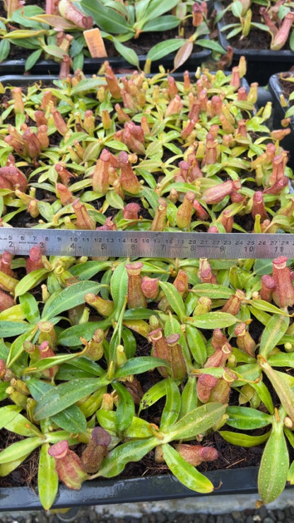 N. albomarginata x klossii - assorted clones: BE-4557 *Pre-Order*
