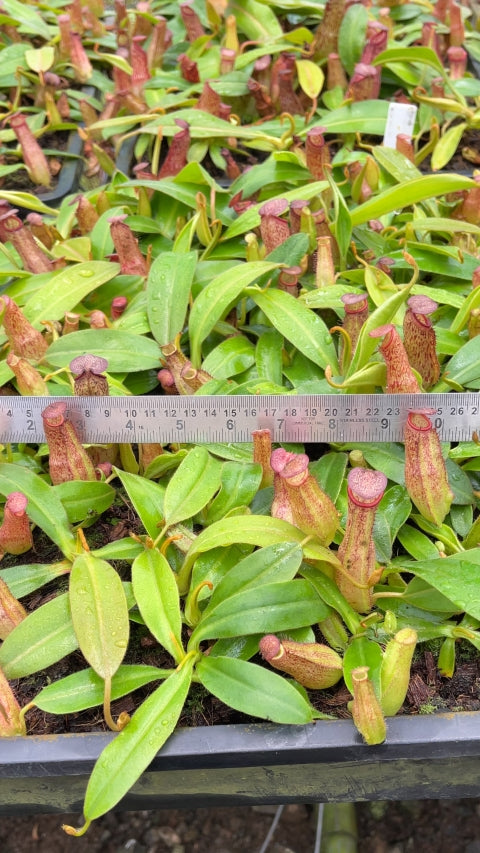 N. albomarginata x klossii - assorted clones: BE-4557 *Pre-Order*