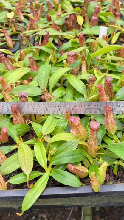 N. albomarginata x klossii - assorted clones: BE-4557 *Pre-Order*