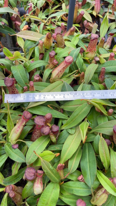 N. albomarginata x klossii - assorted clones: BE-4557 *Pre-Order*