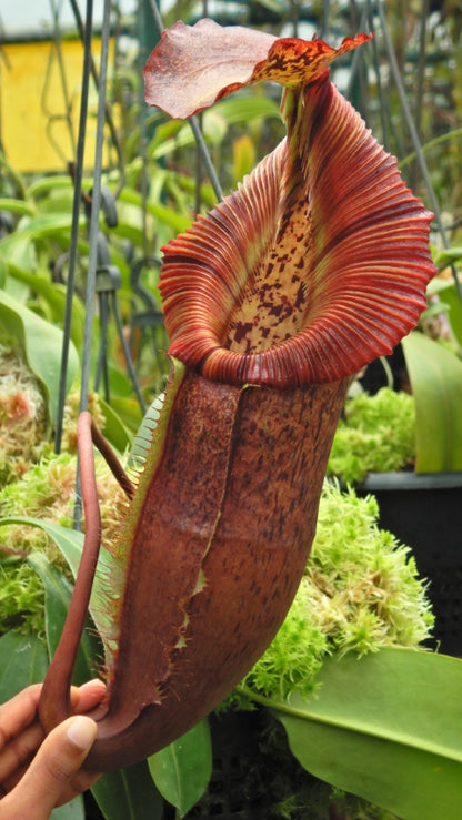 N. singalana x (burbidgeae x edwardsiana) – clone #4: BE-4558 *Pre-Order*