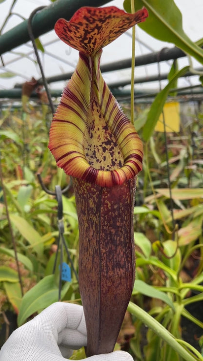 N. singalana x (burbidgeae x edwardsiana) – clone #4: BE-4558 *Pre-Order*