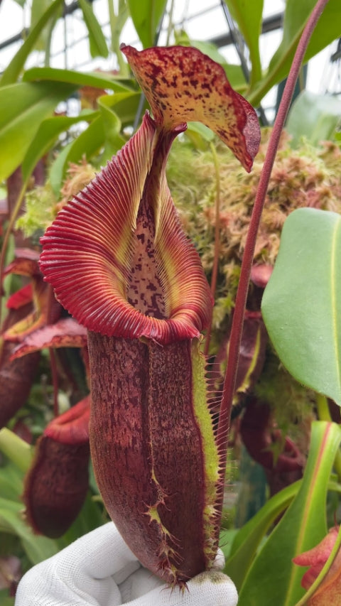 N. singalana x (burbidgeae x edwardsiana) – clone #4: BE-4558 *Pre-Order*
