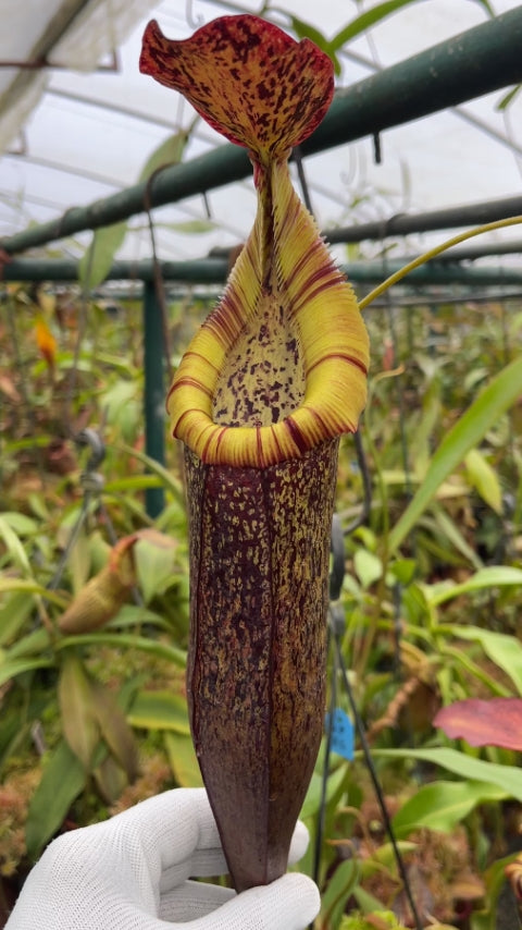 N. singalana x (burbidgeae x edwardsiana) – clone #4: BE-4558 *Pre-Order*