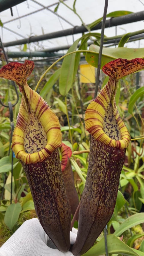 N. singalana x (burbidgeae x edwardsiana) – clone #4: BE-4558 *Pre-Order*