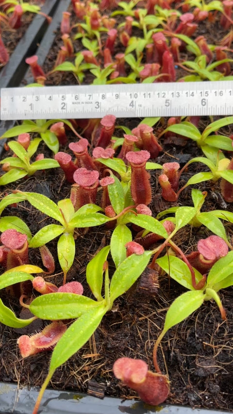 N. singalana x (burbidgeae x edwardsiana) – clone #4: BE-4558 *Pre-Order*