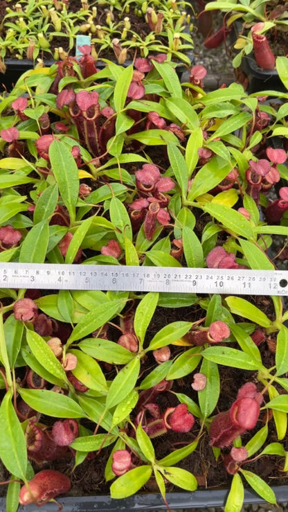 N. singalana x (burbidgeae x edwardsiana) – clone #4: BE-4558 *Pre-Order*