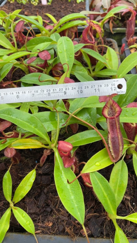 N. singalana x (burbidgeae x edwardsiana) – clone #4: BE-4558 *Pre-Order*