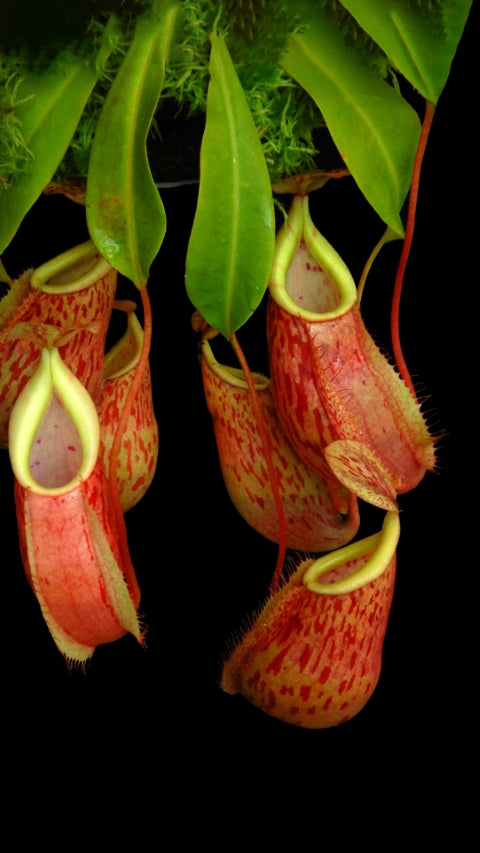 N. glabrata x veitchii - assorted clones: BE-4563