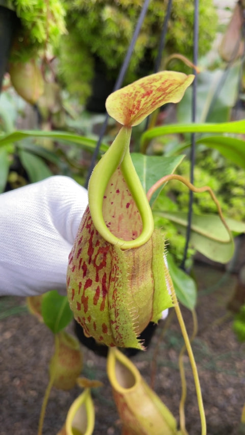 N. glabrata x veitchii - assorted clones: BE-4563 *Pre-Order*