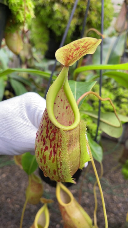 N. glabrata x veitchii - assorted clones: BE-4563 *Pre-Order*