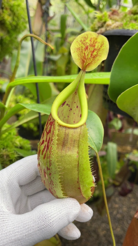 N. glabrata x veitchii - assorted clones: BE-4563 *Pre-Order*