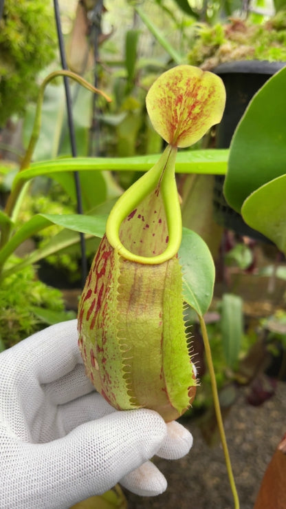 N. glabrata x veitchii - assorted clones: BE-4563 *Pre-Order*