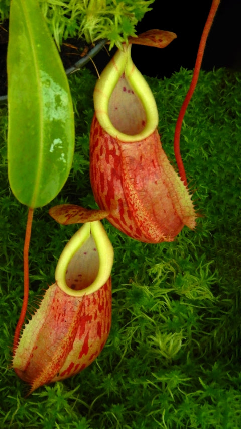 N. glabrata x veitchii - assorted clones: BE-4563 *Pre-Order*