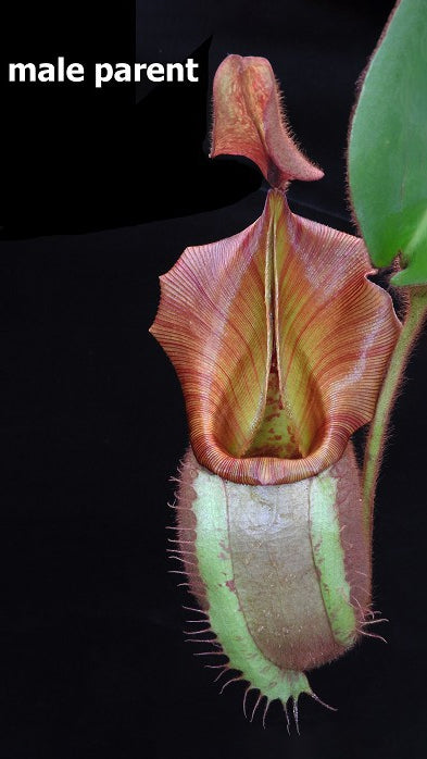 N. glabrata x veitchii - assorted clones: BE-4563 *Pre-Order*