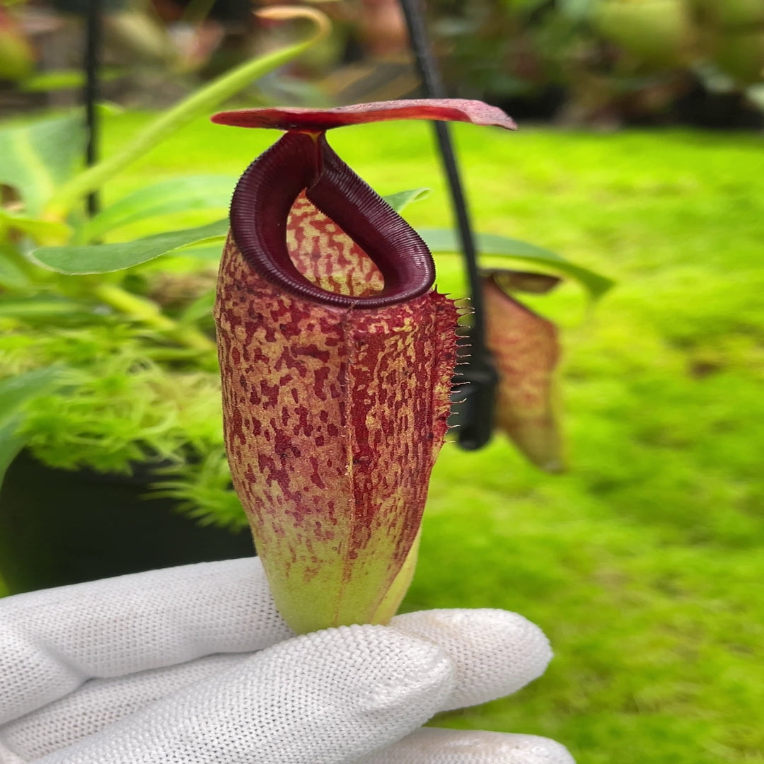 N. aristolochioides x veitchii - assorted clones: BE-4565 *Pre-Order*
