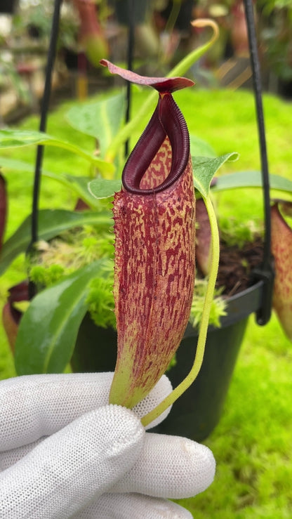 N. aristolochioides x veitchii - assorted clones: BE-4565 *Pre-Order*