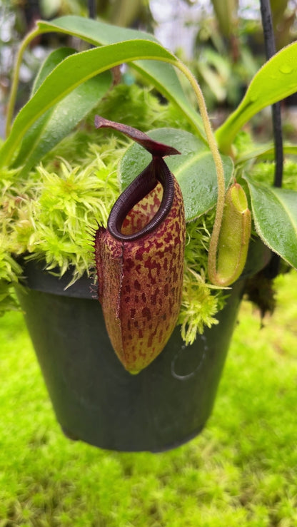 N. aristolochioides x veitchii - assorted clones: BE-4565 *Pre-Order*