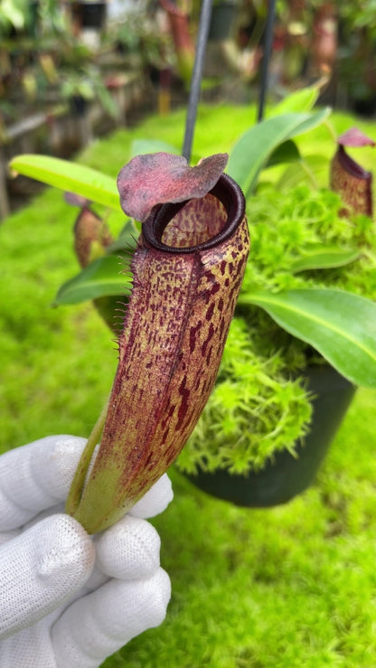 N. aristolochioides x veitchii - assorted clones: BE-4565 *Pre-Order*