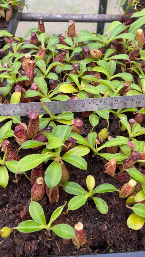 N. aristolochioides x veitchii - assorted clones: BE-4565 *Pre-Order*
