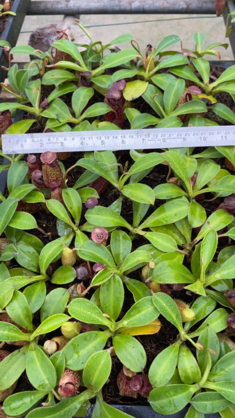N. aristolochioides x veitchii - assorted clones: BE-4565 *Pre-Order*