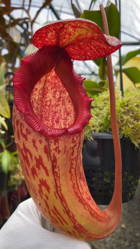 N. sibuyanensis x klossii: BE-4566