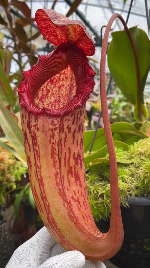N. sibuyanensis x klossii: BE-4566 *Pre-Order*
