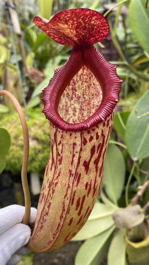 N. sibuyanensis x klossii: BE-4566 *Pre-Order*