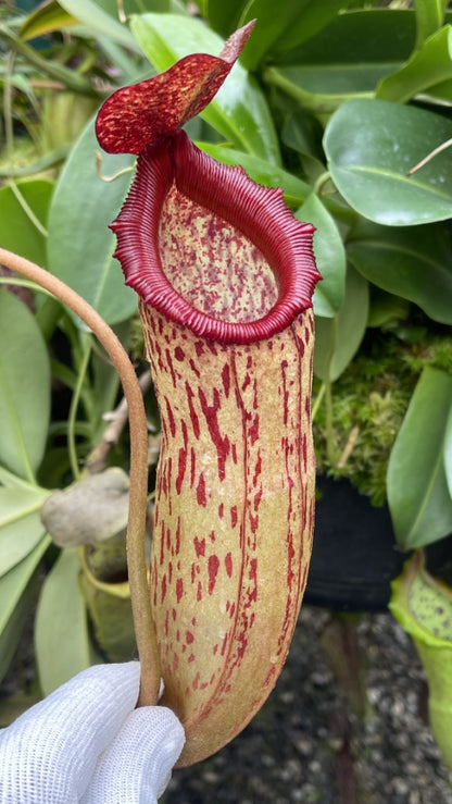 N. sibuyanensis x klossii: BE-4566 *Pre-Order*