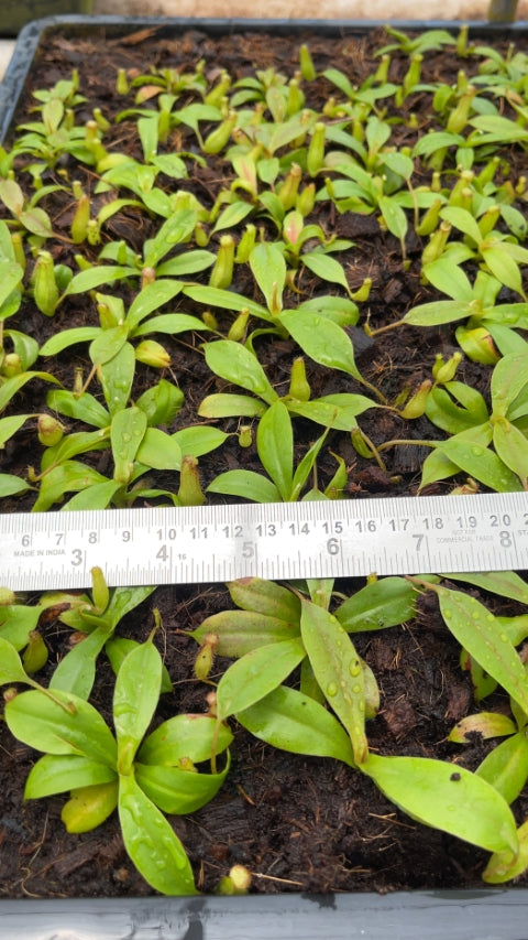 N. sibuyanensis x klossii: BE-4566 *Pre-Order*