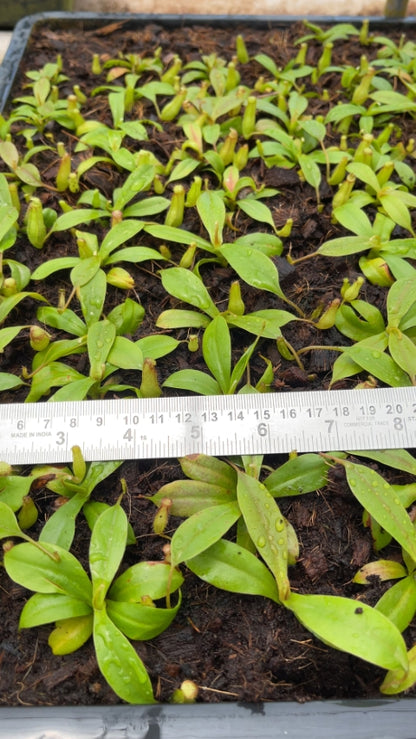 N. sibuyanensis x klossii: BE-4566 *Pre-Order*